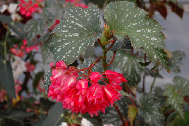 B. ‘Southern Aurora’